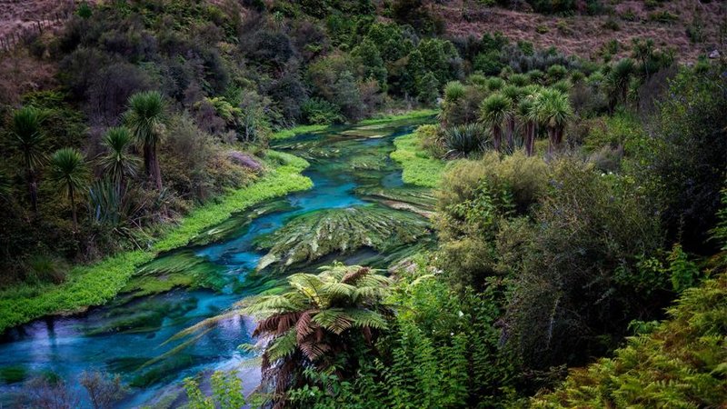 普塔鲁鲁蓝泉步道｜Blue Spring (Te Waihou Walkway)