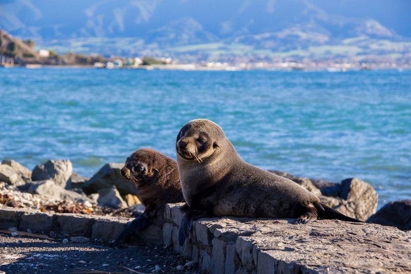 凯库拉海豹栖息地｜Kaikoura Seal Colony