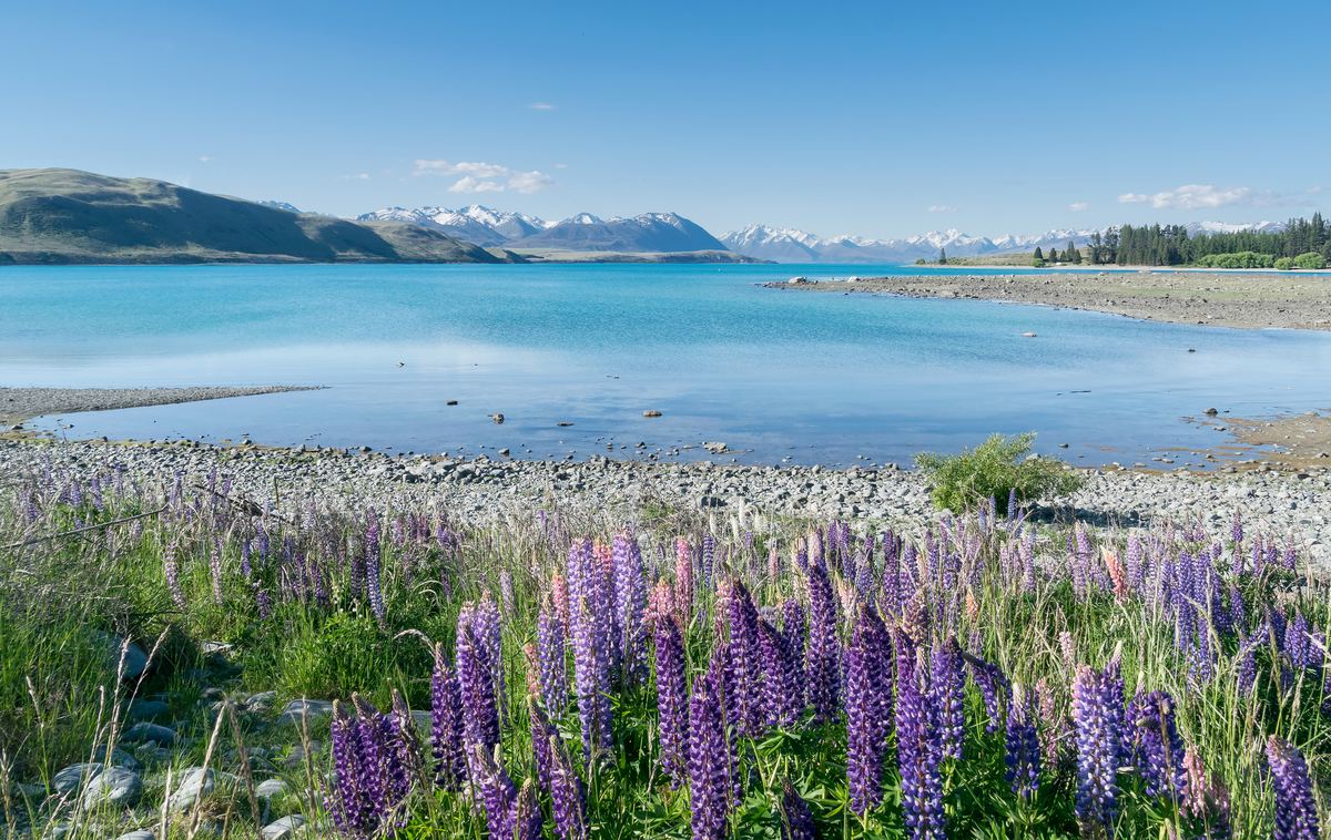 特卡波湖｜Lake Tekapo