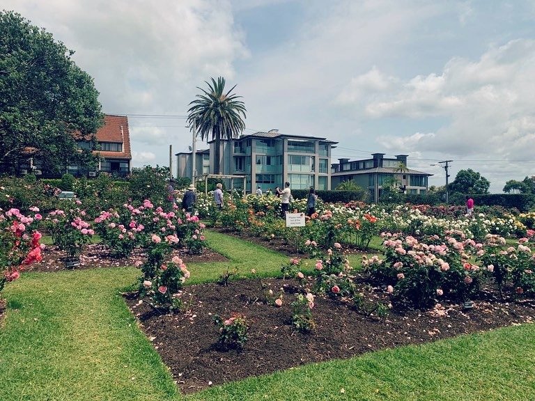 奥克兰帕内尔玫瑰园｜Parnell Rose Gardens