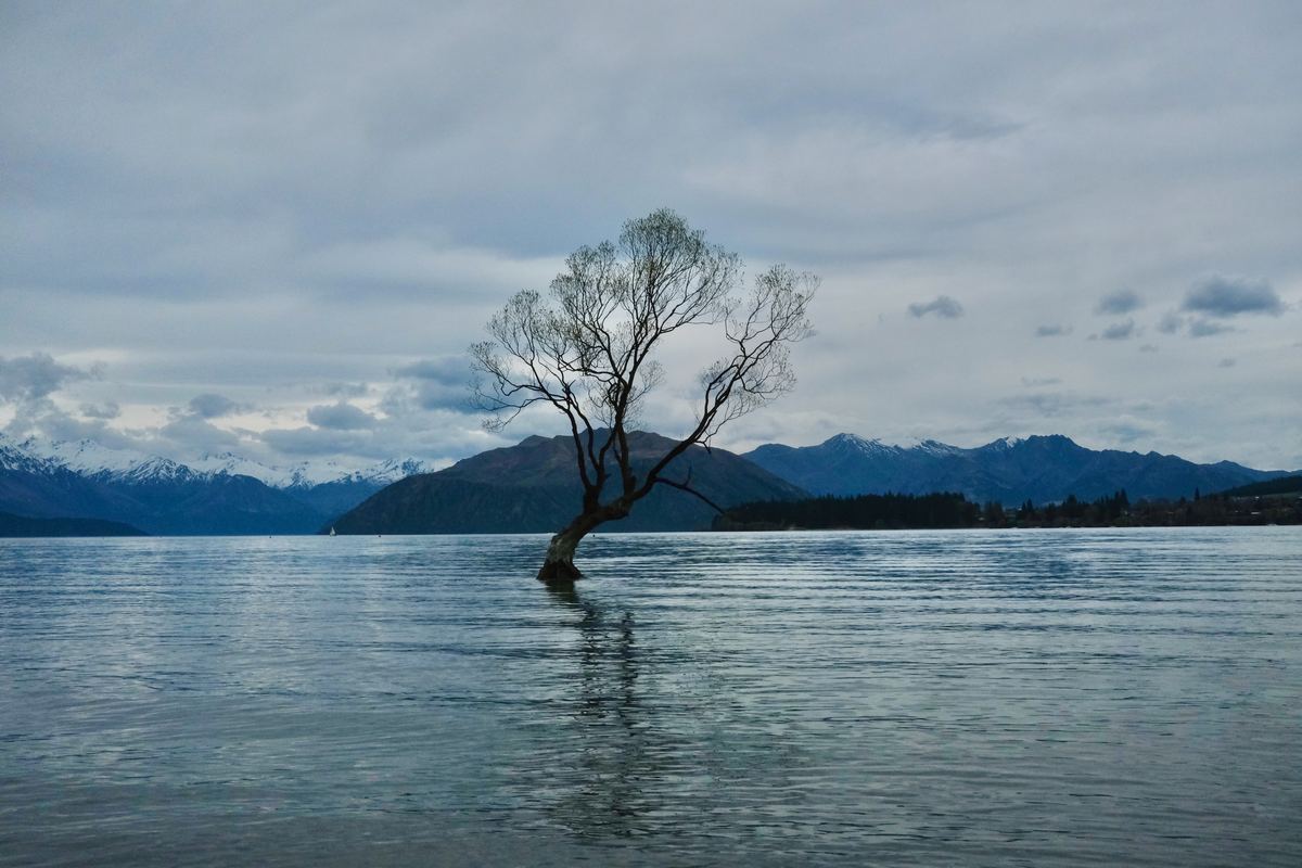 那棵树｜That Wanaka Tree