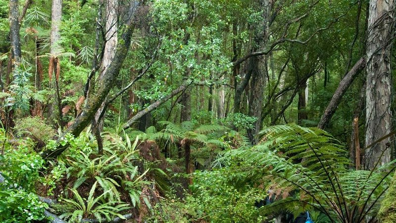 乌鲁维鲁岛｜Ulva Island, Stewart Island