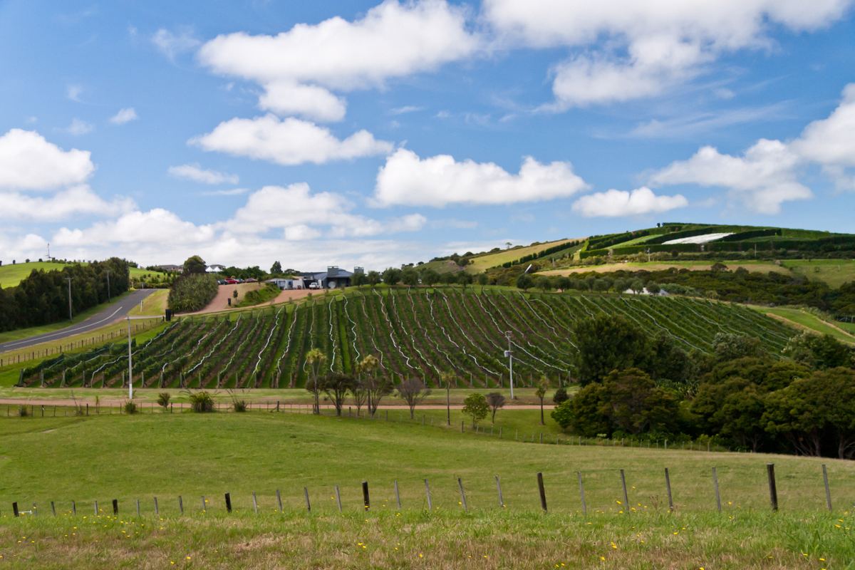 怀赫科葡萄酒庄园｜Waiheke Island Vineyards