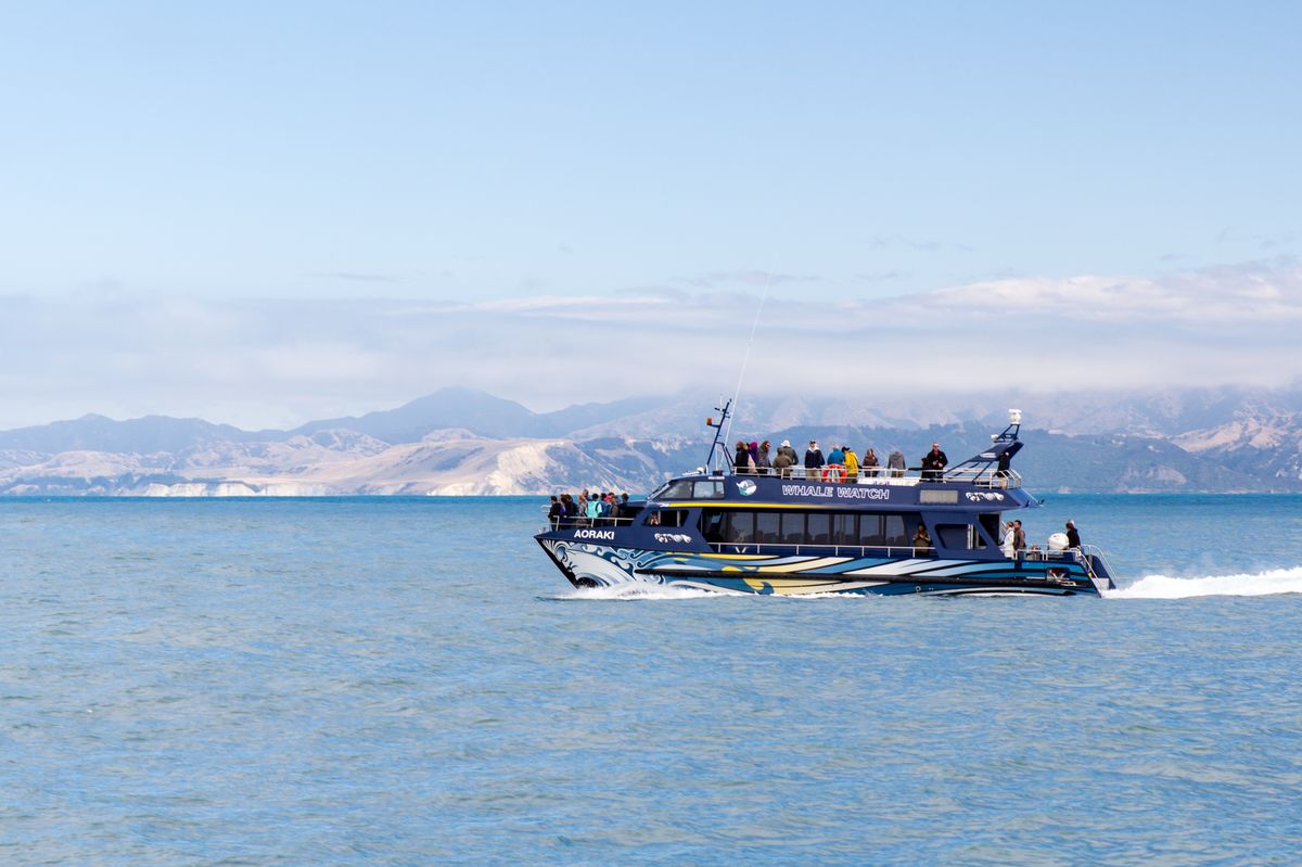 凯库拉观鲸｜Whale Watching in Kaikoura